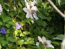 clematis 2010-7