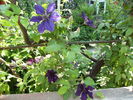 clematis 2010--6