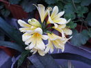 clivia galbena in plina floare