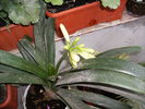 clivia galbena