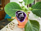 gloxinia11