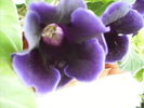 gloxinia 3