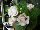 gloxinia 5