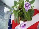gloxinia 8