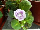 gloxinia 9