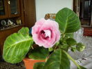 gloxinia 12
