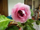 gloxinia 13