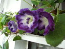 gloxinia 15