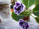 gloxinia 16