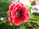 gloxinia