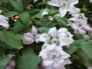 grup de clematis