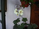 miuscata galbena2010