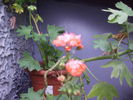 muscata 11
