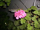 muscata 2010-4