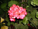 muscata 2010-5