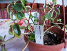 nematanthus-3