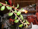 nematanthus-4
