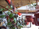 nematanthus-5