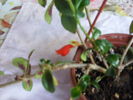 nematathus-2010