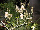 pleiada de irisi