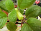 sinningia 2