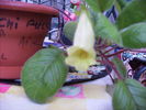 sinningia conspicua