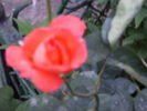 trandafir 13