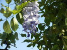 wisteria-2010