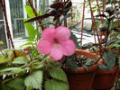 achimenes 2010 2