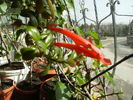 columnea banskii