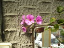 muscata curgatoare