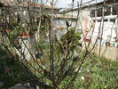 magnolie