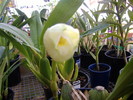 Lycaste