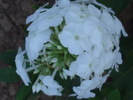 Phlox