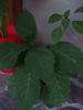 Brugmansia
