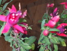 Picture 081