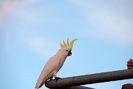 poza-papagal