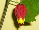 Abutilon megapotamicum in 5 oct 2010