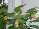 Abutilon portocaliu in 5 oct 2010