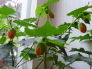 Abutilon portocaliu in 5 octombrie 2010
