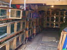 DSCF2096