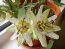PASSIFLORA