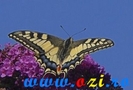 fluturi-imagini-poze6