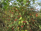 DSCF1087
