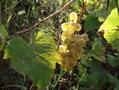 struguri 2010