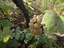 strugure "aligote"