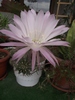 DSCF1163