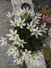 zephiranthes alb