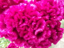 DSCF1169