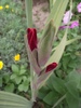 gladiola boboc